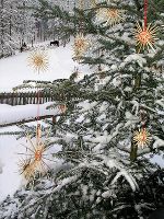 Christbaum im Freien